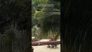 El mini huracán afectó mi casa #holbox #isla #huracan