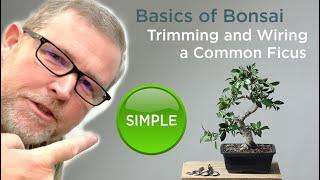 Bonsaify | Basics of Bonsai: Trimming and Wiring a Ficus Tree