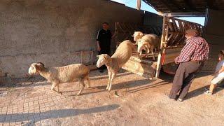 KURBANLIK SHIPPING 2022 - sacrificial loading, sacrificial unloading, sheep videos, sheep breeding