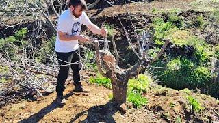 Injertando cerezos, por fin consigo que nos explique Richard 