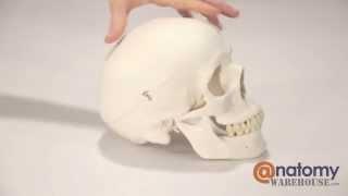 Classic Human Skull Anatomy Model (3 Parts) by AnatomyWarehouse.com