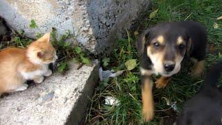 Three puppies adopt a kitten