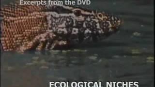 Ecological Niches.wmv