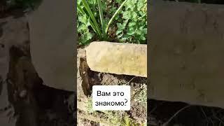 У вас также, дорогие садоводы?