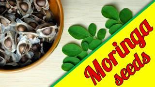 Moringa seeds benefits : Moringa seeds price