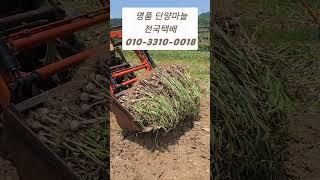 명품 단양마늘 농민직거래 #마늘농사 #단양마늘 #마늘수확 #농사노하우 #트랙터