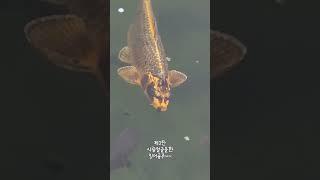 #신기한#알수없는알고리즘 #잉어 #사람#얼굴#중독성갑 #귀여운 #물고기