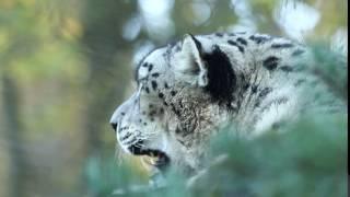 Snow leopard calling 1