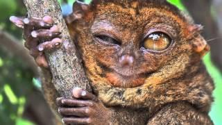 True Facts About The Tarsier