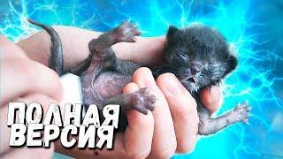 Rescue a newborn kitten. Full version / SANI vlog