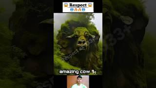 natural cow  Respect 