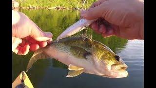 Sweltering Evening chasing Topwater Bass Frogs Poppers and Pencils