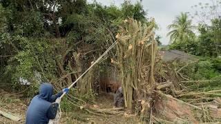 Cutting down large dangerous trees before typhoon yagi - Professional tree cutting techniques