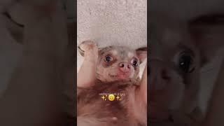 #funny #dogs #pet #dogscats #dog#doglover#doglife