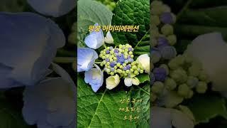평창여행 평창펜션 산수국 야생화 꽃멍 아미띠에펜션 시골여행 촌캉스 강원도여행 평창가볼만한곳 #평창여행 #평창펜션추천 #평창가볼만한곳 #flowers #야생화