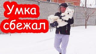 VLOG Умка сбежал