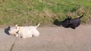 Schotten und Schottinnen - Scottish Terrier