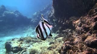 Butterflyfish Video