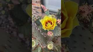 How cactus flowers help save bees!