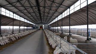 GREAT FARM 'SHEEP FARMING' PROJECTS (Touring a BRAND NEW Sheep Farm)