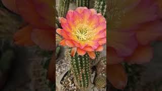 Second Flower! #cactus #flowers #nature #gardening #cactusjerk