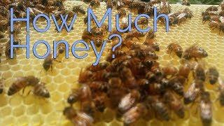 How Much Honey Can One Hive Produce?