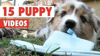 15 Funny Puppies Video Compilation 2016