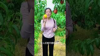 #乡村趣事# 姐夫来到桃园嬉戏，连老母鸡都遭了殃，小丽开心得合不拢嘴！