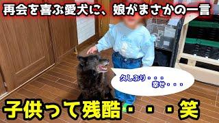 【再会】子供と久々に遊んで嬉しすぎる甲斐犬が娘のまさかの一言でこうなりました