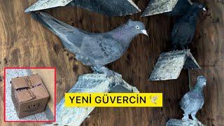 YENİ KUŞ GELDİ - HANGİ VİTAMİNİ KULLANIYORUM ? Taklacı Güvercin Oyunkuşu