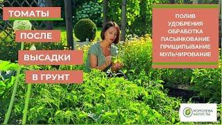 Уход за томатами: полив, удобрения, подкормки, мульчирование, пасынкование, прищипывание