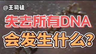 一个人失去全部DNA，会发生什么？【上将王司徒】