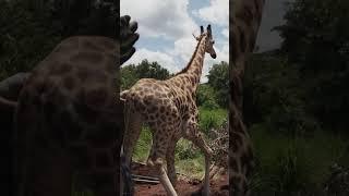 Giraffe Release