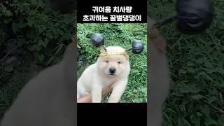 귀여움 치사량 초과하는 꿀벌댕댕이
