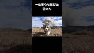 一仕事やり遂げた猫さん