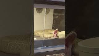 تثاؤب الأفعى #cobra #python #snake #animals #crocodile #naja #scorpion #افاعي #ثعابين