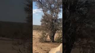 Tiger hunting #argentina #viral