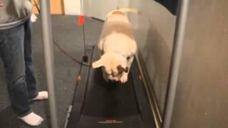 DIVA ON TREADMILL