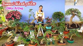 Cây cảnh bonsai nhiều loại thành phẩm..10/11 0334270232.Bích-Nhung