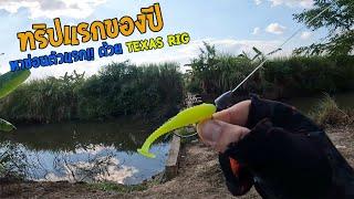 ทริปแรกของปี หาช่อนตัวแรกด้วย Texas rig อากาศหนาวเย็นมากต้องรอดด้วยแนวนี้!!
