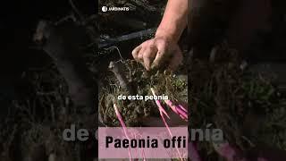 ¿Qué sabes de la peonía arbórea? @Jardinatis