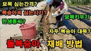 복숭아재배방법 돌복숭아키우기 자두복숭아 대목키우기 복숭아씨뿌리기