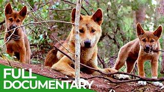 Wildlife Instincts: A Family Bond - Dingoes | Free Documentary Nature