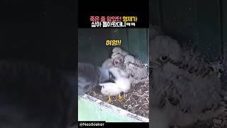 죽은 줄 알았던 형제가 살아 돌아왔더니 #동물 #까마귀 #황조롱이