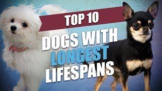 Top 10 Healthiest Dog Breeds With Longest Lifespan