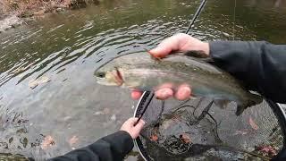 Vacation Holdover Trout- Fly Fishing