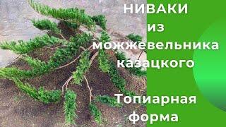 Ниваки из можжевельника казацкого. Топиарная форма.