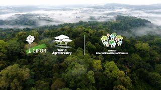 CIFOR-ICRAF Managing Director Robert Nasi's remarks on International Forests Day 2022