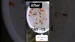 TIMELAPS MOLLY BABIES| DAY 1 TO DAY 15 MOLLY FRYS |NEW UPDATE ON MOLLY FRYS|#mollyfish #timelapse.