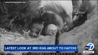 Big Bear eagles: Jackie and Shadow's third eaglet starts to break out of shell